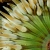 Anemone