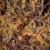 Brittle Stars