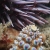 Echinoderms