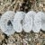Egg Mass