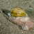 Moon Snail