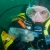 Salp
