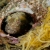 Sarcastic Fringehead and Eggs
