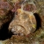 Sarcastic Fringehead