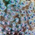 Sea Star Detail 3