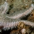 Sea Star Detail 4