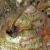Two Brittle Stars
