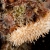 White Sea Cucumber