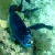 Midnight Parrotfish- fast becoming one of my favorites to see 