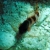 Saddled Blenny