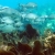 Bermuda Chubs with a Yellow Snapper Leading the Pack