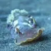 GiantNudi