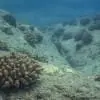 KalaCorals