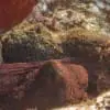 OkalaOcto