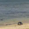 SealSleep
