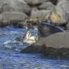 SealSurveyFight