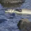 SealSurveyScars