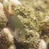 ArcEyeSnorkel