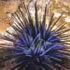 BlueUrchin