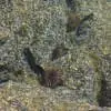 PoolGobies