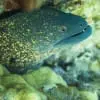 UndulatedMoray
